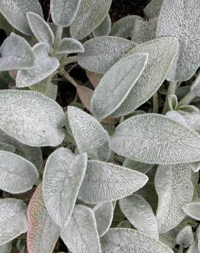 Fotografia 7 da espécie Stachys byzantina no Jardim Botânico UTAD