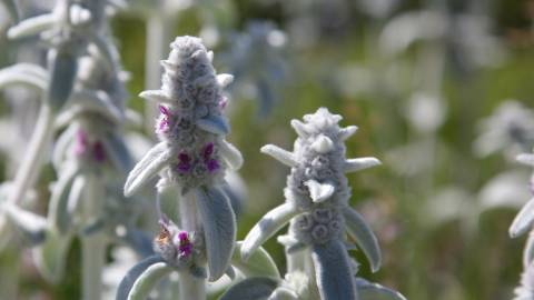 Fotografia da espécie Stachys byzantina