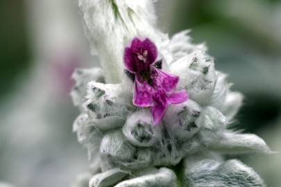 Fotografia da espécie Stachys byzantina