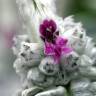 Fotografia 10 da espécie Stachys byzantina do Jardim Botânico UTAD