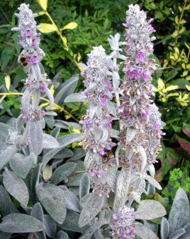 Fotografia de capa Stachys byzantina - do Jardim Botânico