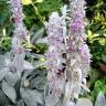 Fotografia 1 da espécie Stachys byzantina do Jardim Botânico UTAD