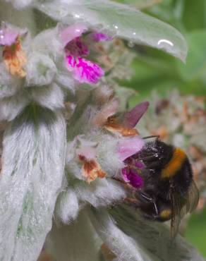 Fotografia 11 da espécie Stachys byzantina no Jardim Botânico UTAD