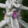 Fotografia 12 da espécie Stachys byzantina do Jardim Botânico UTAD