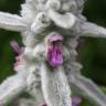 Fotografia 12 da espécie Stachys byzantina do Jardim Botânico UTAD