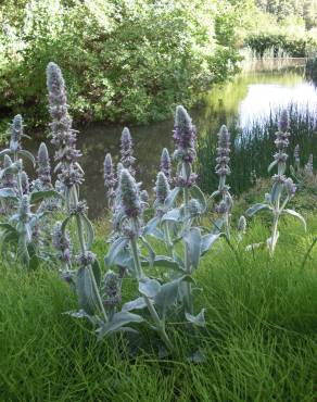 Fotografia 13 da espécie Stachys byzantina no Jardim Botânico UTAD