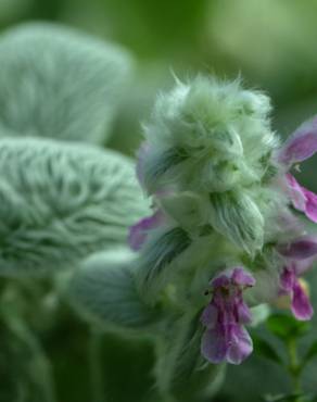 Fotografia 15 da espécie Stachys byzantina no Jardim Botânico UTAD