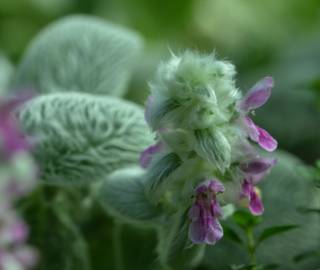 Fotografia da espécie Stachys byzantina