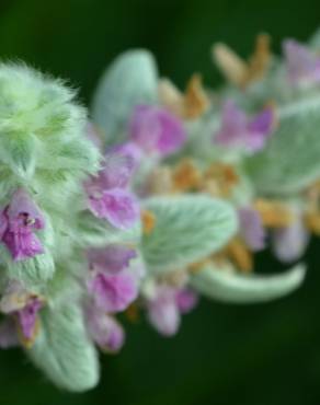 Fotografia 16 da espécie Stachys byzantina no Jardim Botânico UTAD