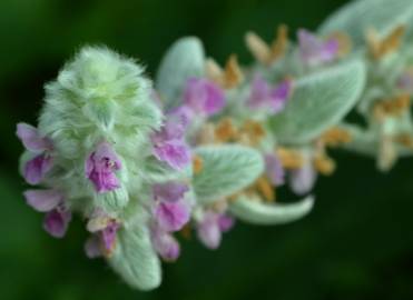 Fotografia da espécie Stachys byzantina