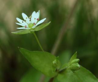 Fotografia da espécie Stellaria neglecta