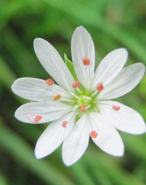 Fotografia 3 da espécie Stellaria neglecta no Jardim Botânico UTAD