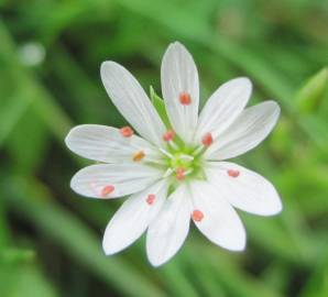 Fotografia da espécie Stellaria neglecta