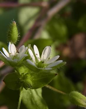 Fotografia 4 da espécie Stellaria neglecta no Jardim Botânico UTAD