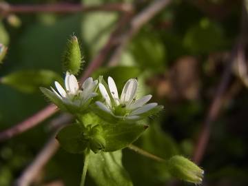 Fotografia da espécie Stellaria neglecta