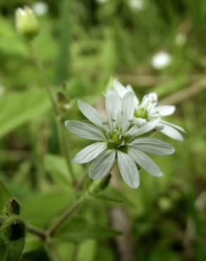 Fotografia 5 da espécie Stellaria neglecta no Jardim Botânico UTAD