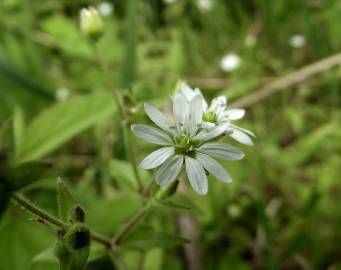 Fotografia da espécie Stellaria neglecta