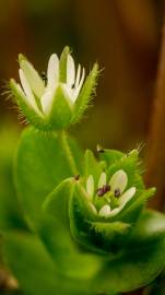 Fotografia da espécie Stellaria neglecta