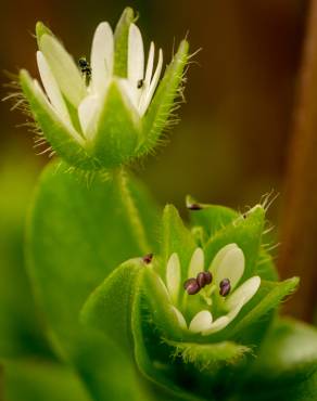 Fotografia 6 da espécie Stellaria neglecta no Jardim Botânico UTAD