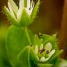 Fotografia 6 da espécie Stellaria neglecta do Jardim Botânico UTAD