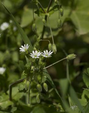 Fotografia 7 da espécie Stellaria neglecta no Jardim Botânico UTAD