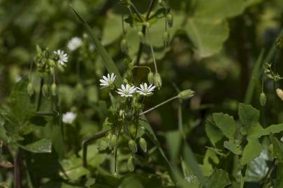 Fotografia da espécie Stellaria neglecta