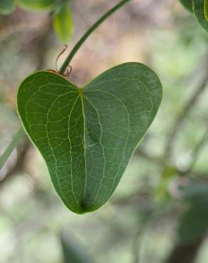 Fotografia 6 da espécie Smilax aspera no Jardim Botânico UTAD