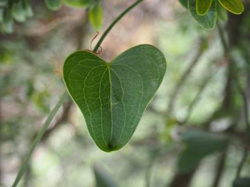 Fotografia da espécie Smilax aspera