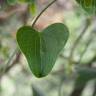 Fotografia 6 da espécie Smilax aspera do Jardim Botânico UTAD