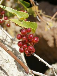 Fotografia da espécie Smilax aspera