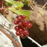 Fotografia 7 da espécie Smilax aspera do Jardim Botânico UTAD