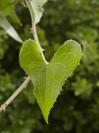 Fotografia da espécie Smilax aspera