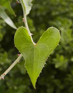 Fotografia 8 da espécie Smilax aspera no Jardim Botânico UTAD