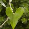 Fotografia 8 da espécie Smilax aspera do Jardim Botânico UTAD