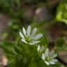 Fotografia 8 da espécie Stellaria neglecta do Jardim Botânico UTAD