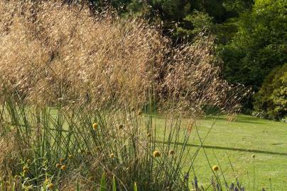 Fotografia da espécie Stipa gigantea