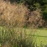 Fotografia 2 da espécie Stipa gigantea do Jardim Botânico UTAD