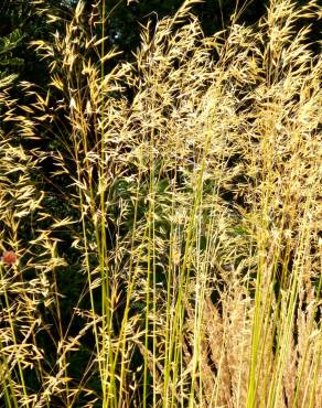 Fotografia 1 da espécie Stipa gigantea no Jardim Botânico UTAD