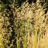 Fotografia 1 da espécie Stipa gigantea do Jardim Botânico UTAD