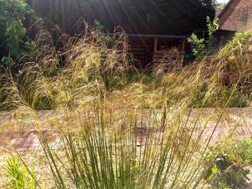 Fotografia da espécie Stipa gigantea