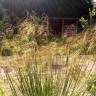 Fotografia 4 da espécie Stipa gigantea do Jardim Botânico UTAD