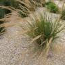 Fotografia 5 da espécie Stipa gigantea do Jardim Botânico UTAD
