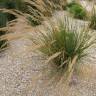 Fotografia 5 da espécie Stipa gigantea do Jardim Botânico UTAD