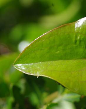 Fotografia 9 da espécie Smilax aspera no Jardim Botânico UTAD