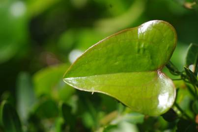 Fotografia da espécie Smilax aspera