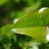 Fotografia 9 da espécie Smilax aspera do Jardim Botânico UTAD