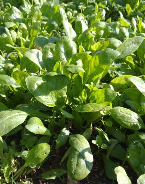 Fotografia 6 da espécie Spinacia oleracea no Jardim Botânico UTAD