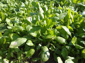 Fotografia da espécie Spinacia oleracea