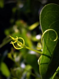 Fotografia da espécie Smilax aspera