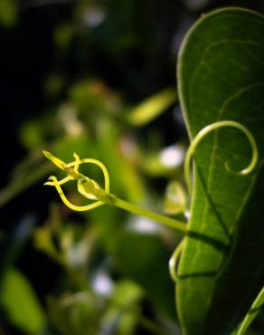 Fotografia 10 da espécie Smilax aspera no Jardim Botânico UTAD